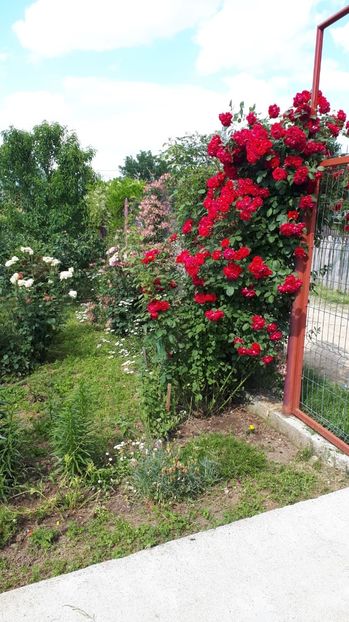 IMG-20180527-WA0072 - Trandafiri si altele 2018