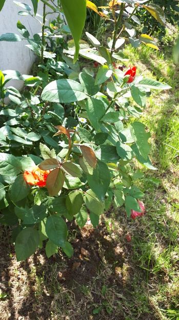 IMG-20180527-WA0062 - Trandafiri si altele 2018