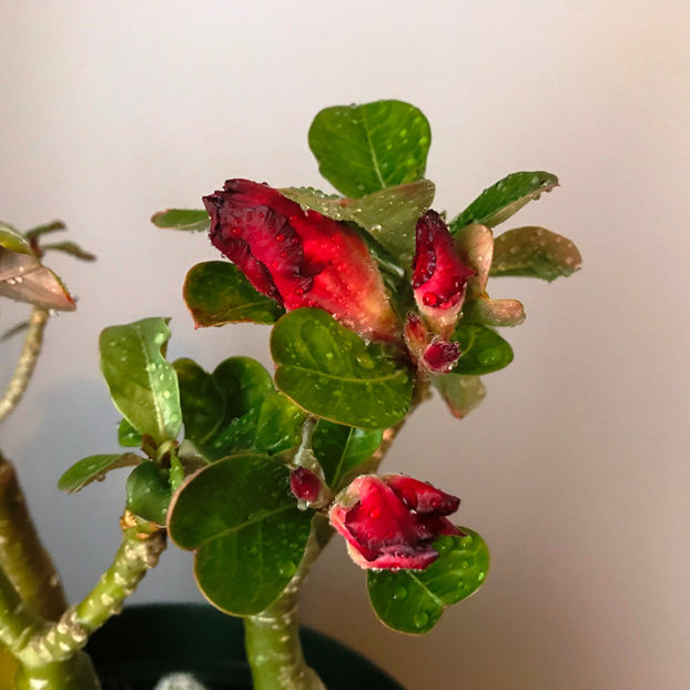  - Plante de interior 2019