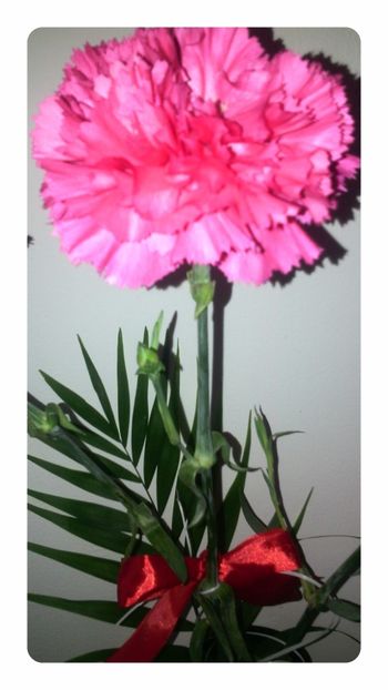  - Flori de Gradina Primavara -Vara 2019