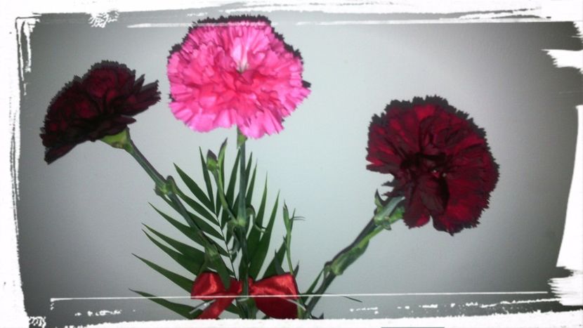  - Flori de Gradina Primavara -Vara 2019