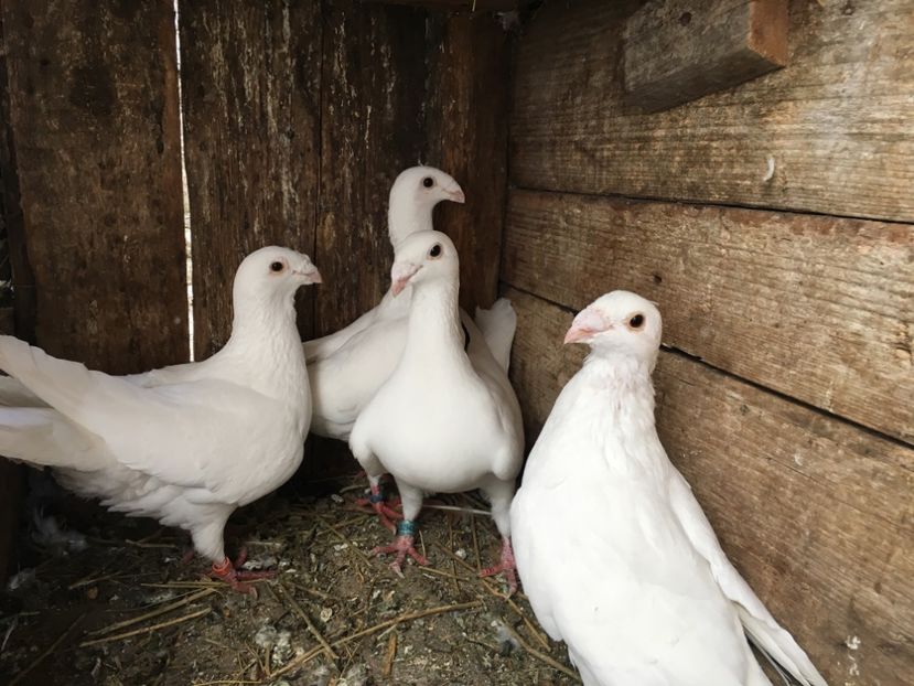 F978E596-C9C6-405A-A880-8B0174A89EF7 - Șimi 2019