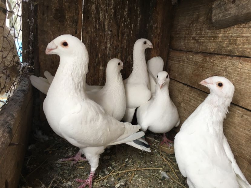 5905E97C-3BD0-4252-908C-11096D33072B - Șimi 2019