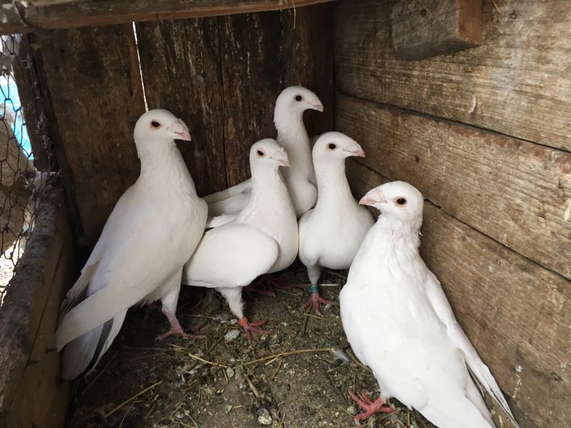 9AD78F85-7A23-4CF1-B730-EE69AC1FB1F9 - Șimi 2019