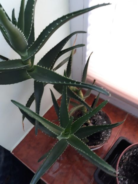 Aloe delaetii - Plantutele mele