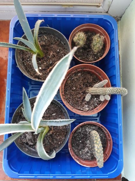 Miniaturi - Plantutele mele