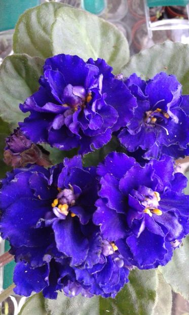 Violeta mov bătut-13 /03/ 2019 - 2019 Violete