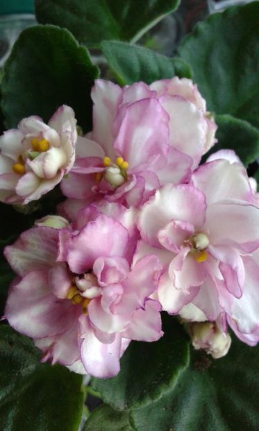 Violeta albă bătut cu margini roz -13-03-2019 - 2019 Violete