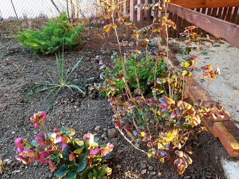 Ice N Rose si Mahonia - 2019 Martie _Helleborus
