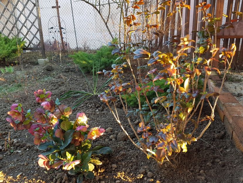 Ice N Rose si Mahonia - 2019 Martie _Helleborus
