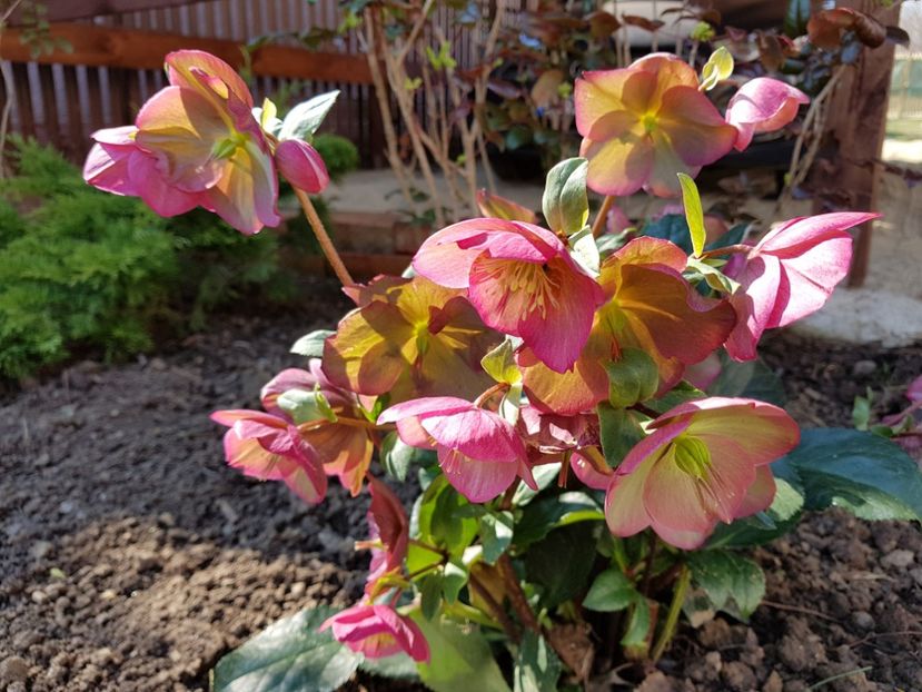 Ice N Rose - 2019 Martie _Helleborus