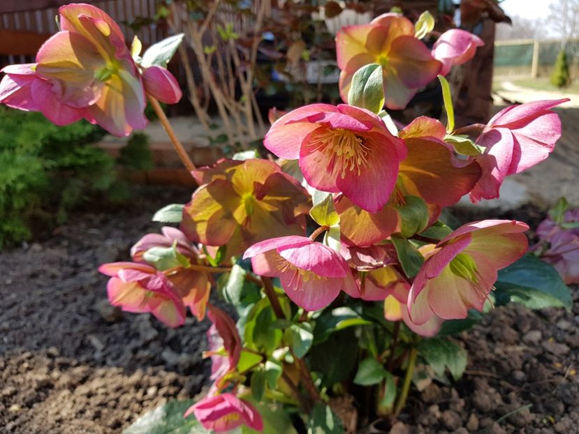 Helleborus Ice N Rose - 2019 Martie _Helleborus
