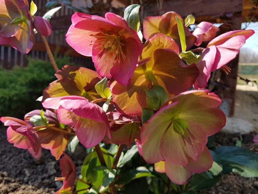 Ice N Roses - 2019 Martie _Helleborus