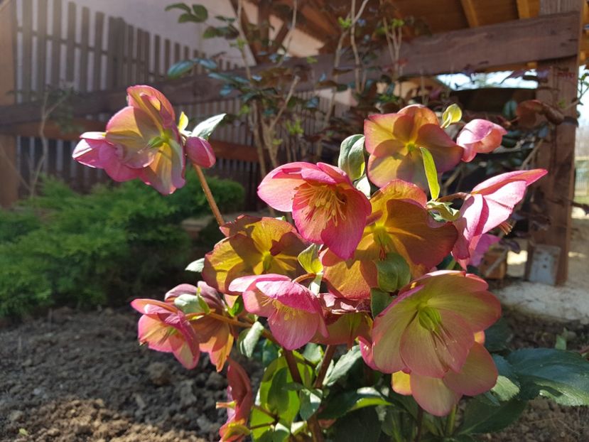 Ice N Rose - 2019 Martie _Helleborus