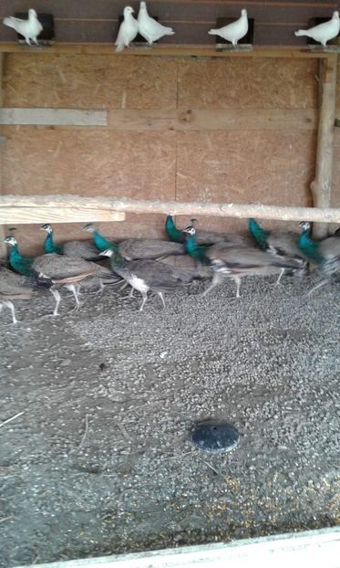 received_849654578701534 - P--Pauni Indian Blue