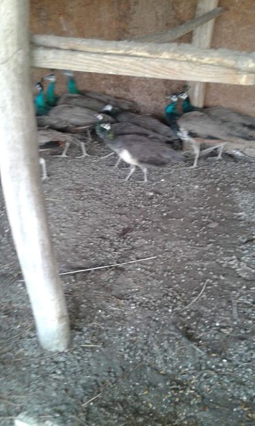 received_2761549487218903 - P--Pauni Indian Blue