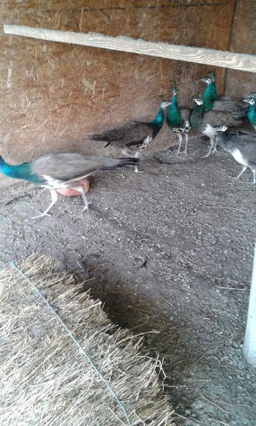 received_599046170569768 - P--Pauni Indian Blue