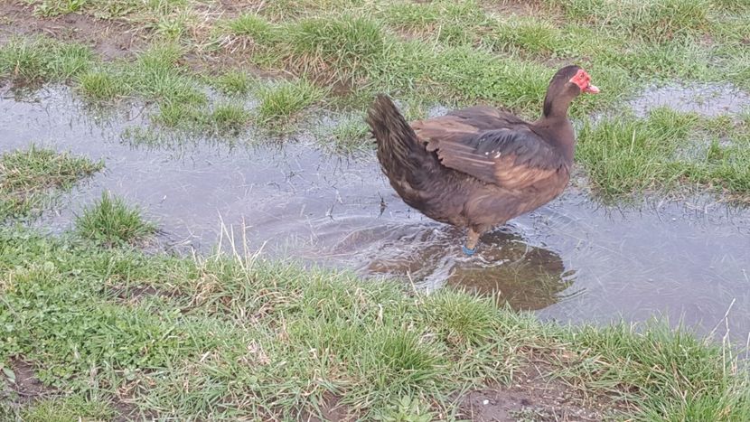  - 0001 rate lesesti matca 2019 lot 2