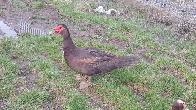  - 0001 rate lesesti matca 2019 lot 2