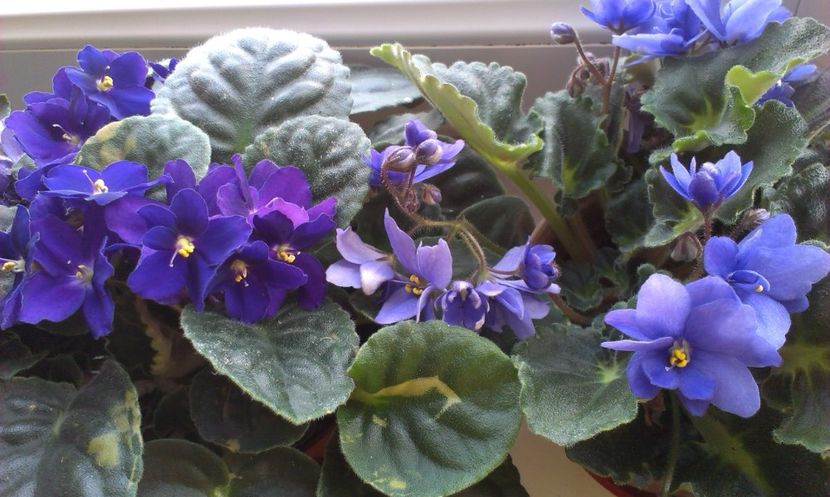  - Primele mele violete