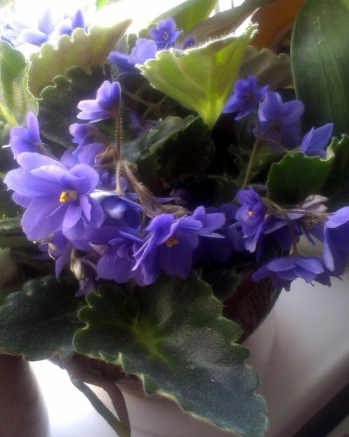  - Primele mele violete