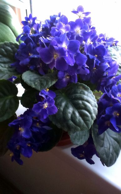  - Primele mele violete