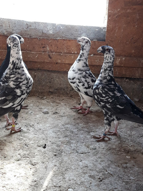  - GERMANI BOBATI SI LA GRAMADA