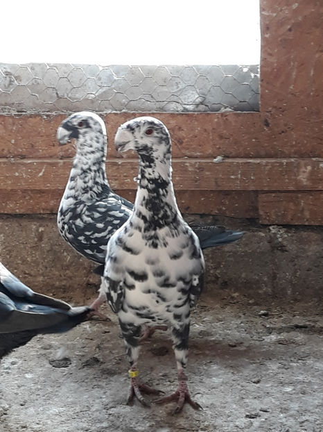  - GERMANI BOBATI SI LA GRAMADA