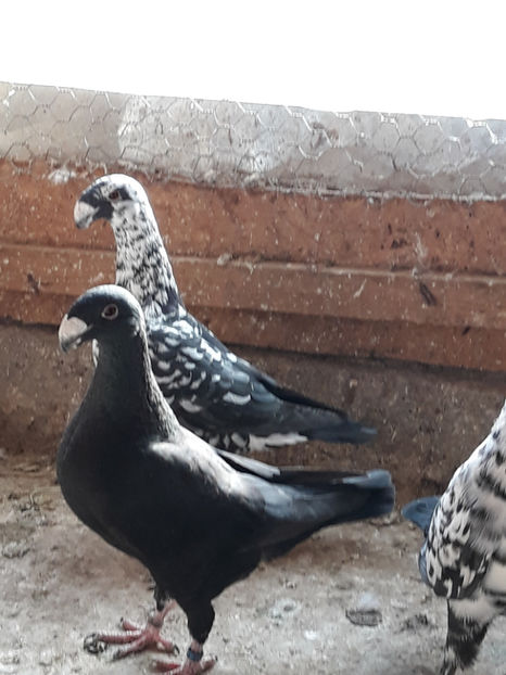  - GERMANI BOBATI SI LA GRAMADA