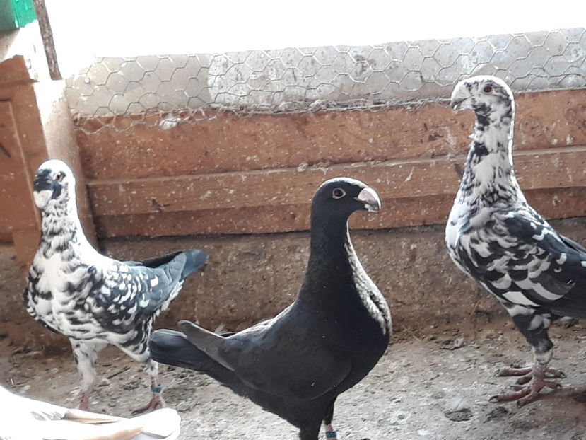  - GERMANI BOBATI SI LA GRAMADA