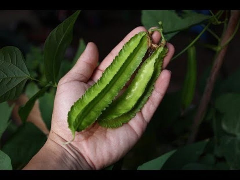 copiata - Z SEMINTE - FASOLE CU ARIPIOARE -ASIAN WINGED BEANS - SUZANA