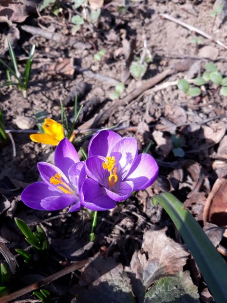  - Flori de grădină-2019