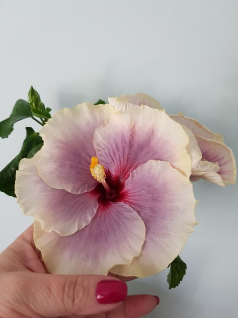  - Hibiscus Tahitian Taui