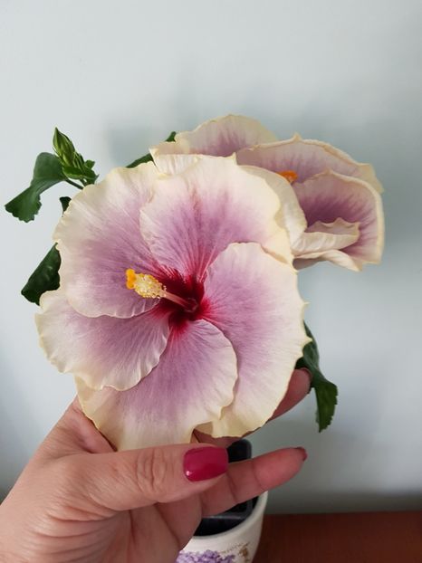  - Hibiscus Tahitian Taui