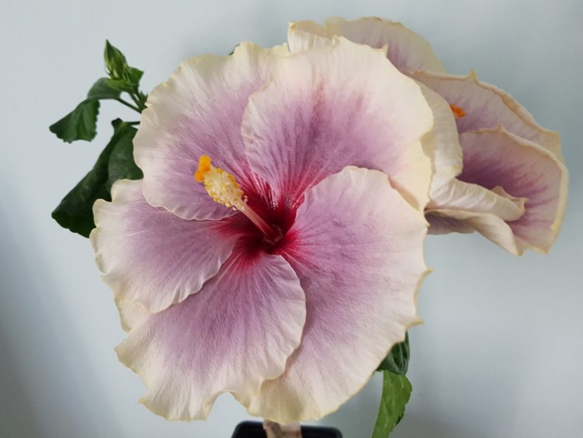  - Hibiscus Tahitian Taui