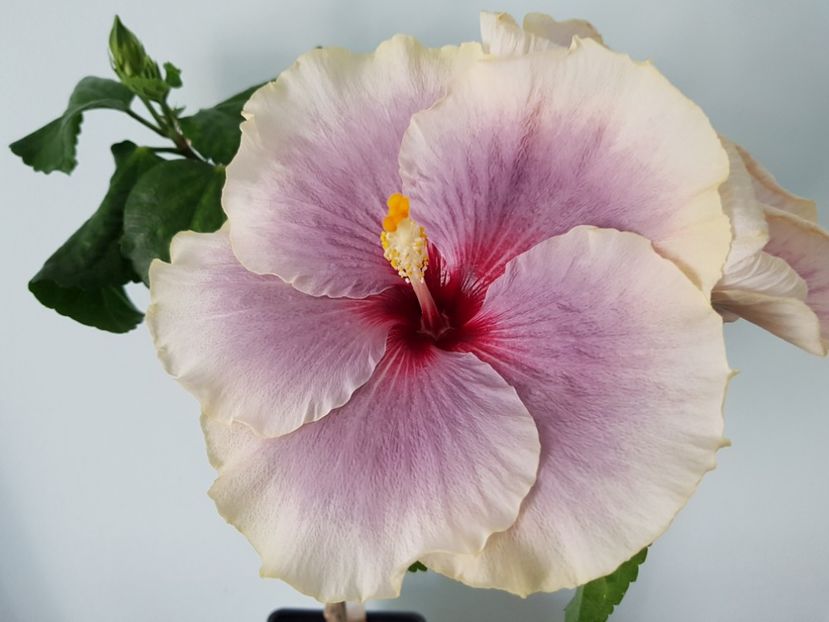  - Hibiscus Tahitian Taui