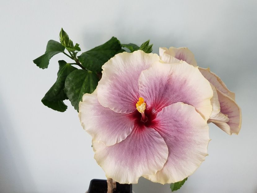  - Hibiscus Tahitian Taui