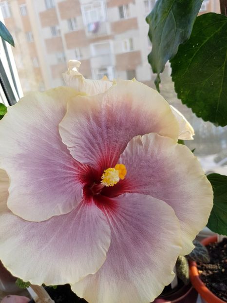  - Hibiscus Tahitian Taui