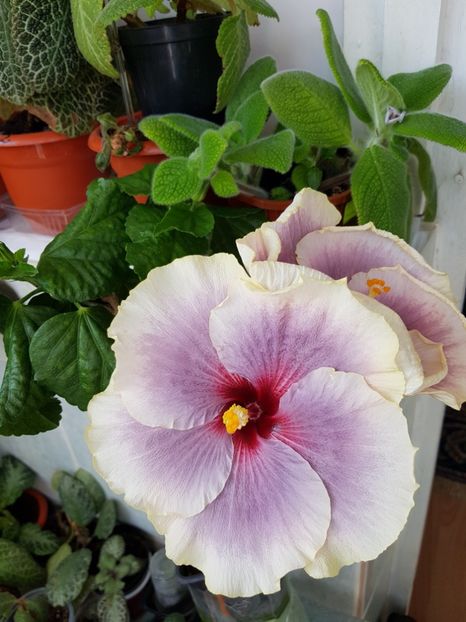  - Hibiscus Tahitian Taui