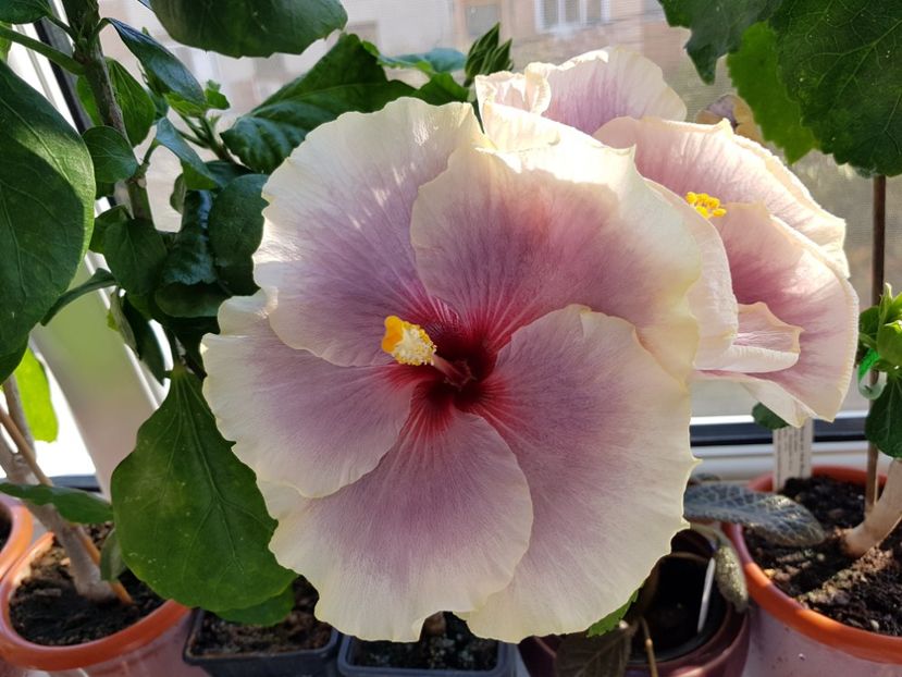  - Hibiscus Tahitian Taui