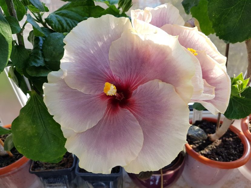  - Hibiscus Tahitian Taui