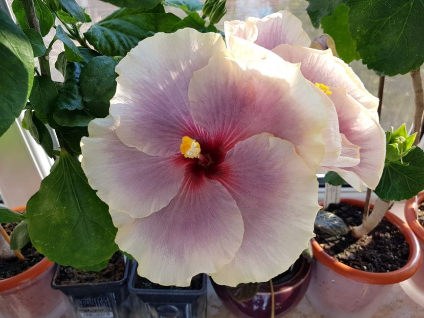  - Hibiscus Tahitian Taui