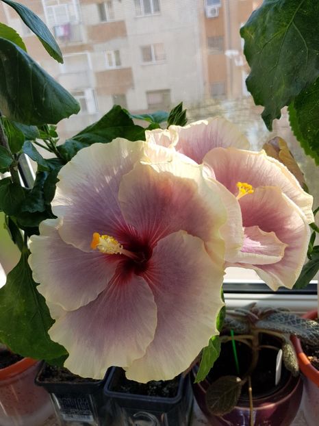  - Hibiscus Tahitian Taui