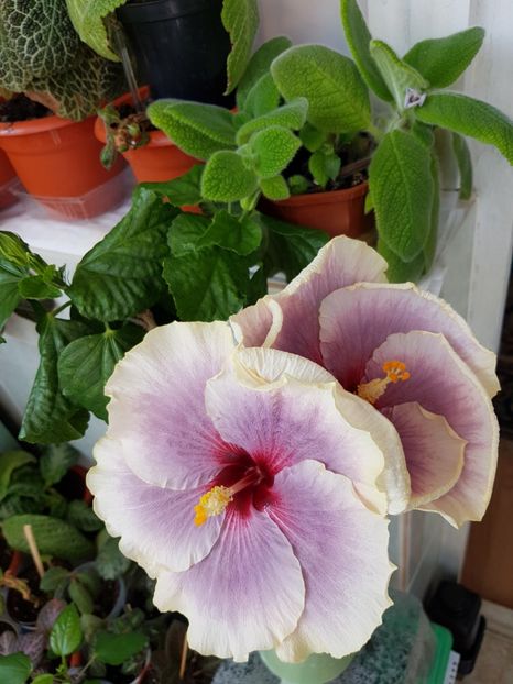  - Hibiscus Tahitian Taui