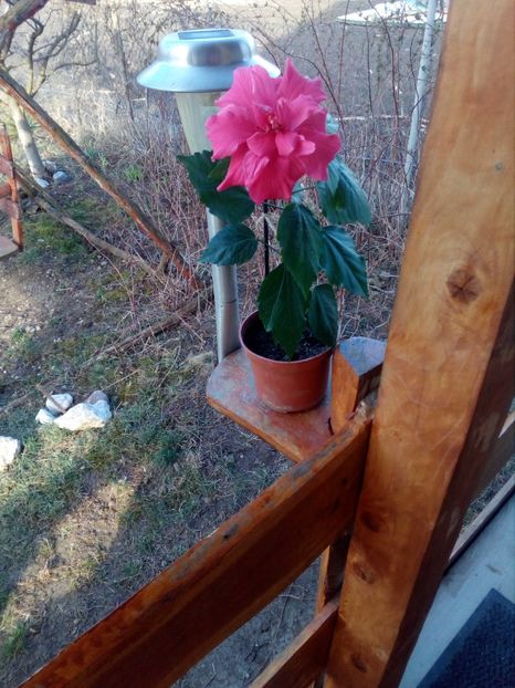  - flori de camera 2019