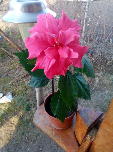  - flori de camera 2019