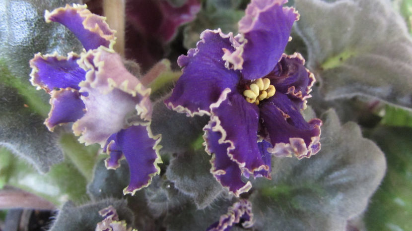  - Violete