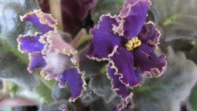 RS Morskoe Chudo - Violete