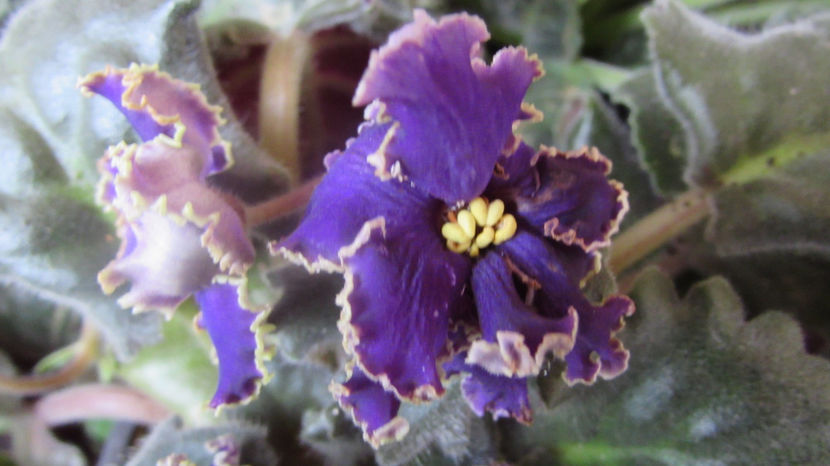  - Violete