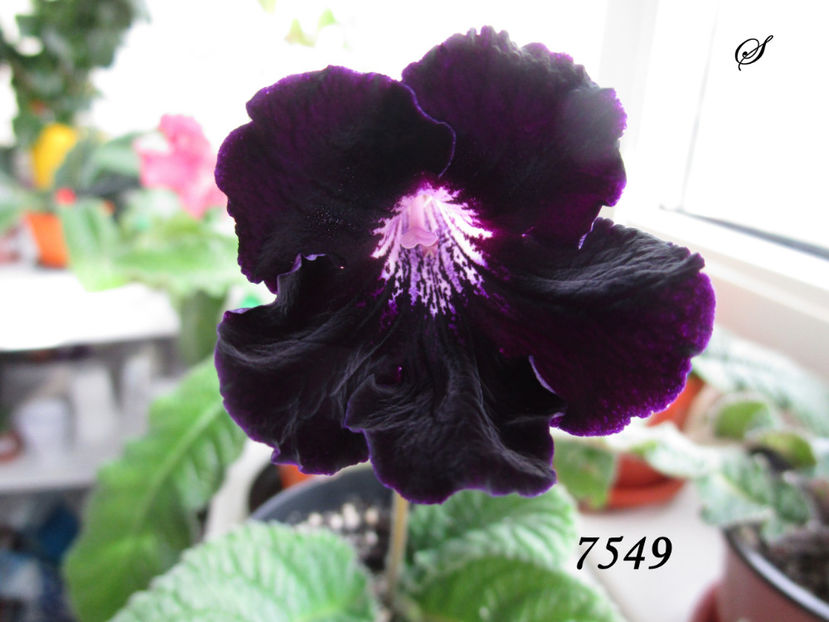 7549(16-03-2019) - Streptocarpusi 2019